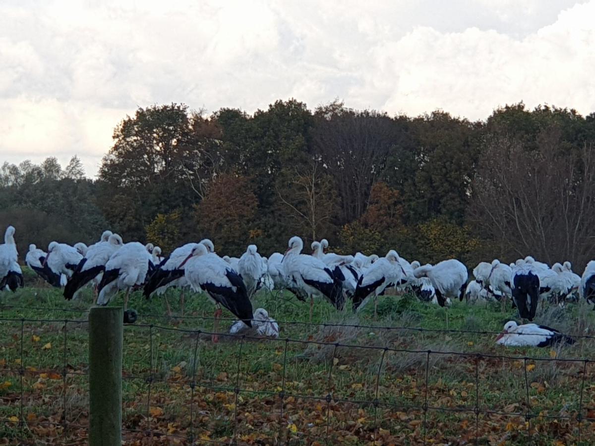 Buitenplaats Reestdal IJhorst ภายนอก รูปภาพ