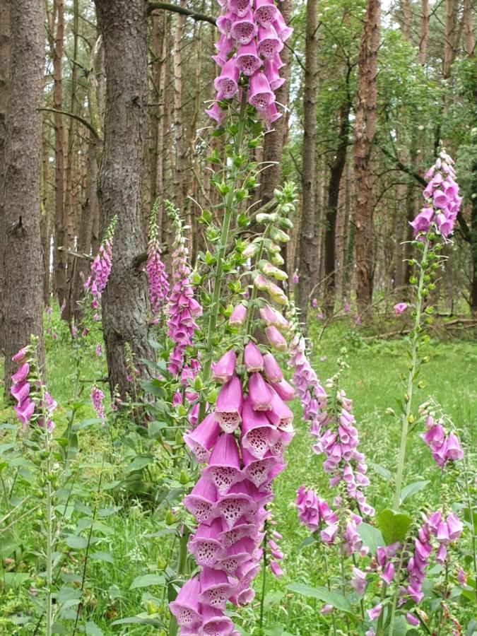Buitenplaats Reestdal IJhorst ภายนอก รูปภาพ